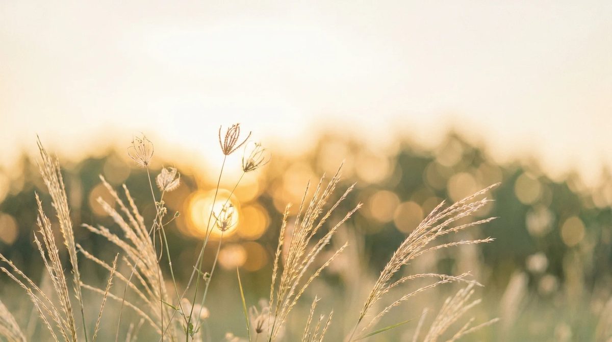 Une prairie baignée de lumière du soir, image d'apaisement du site de Corinne Egger, hypnose HypnoCell