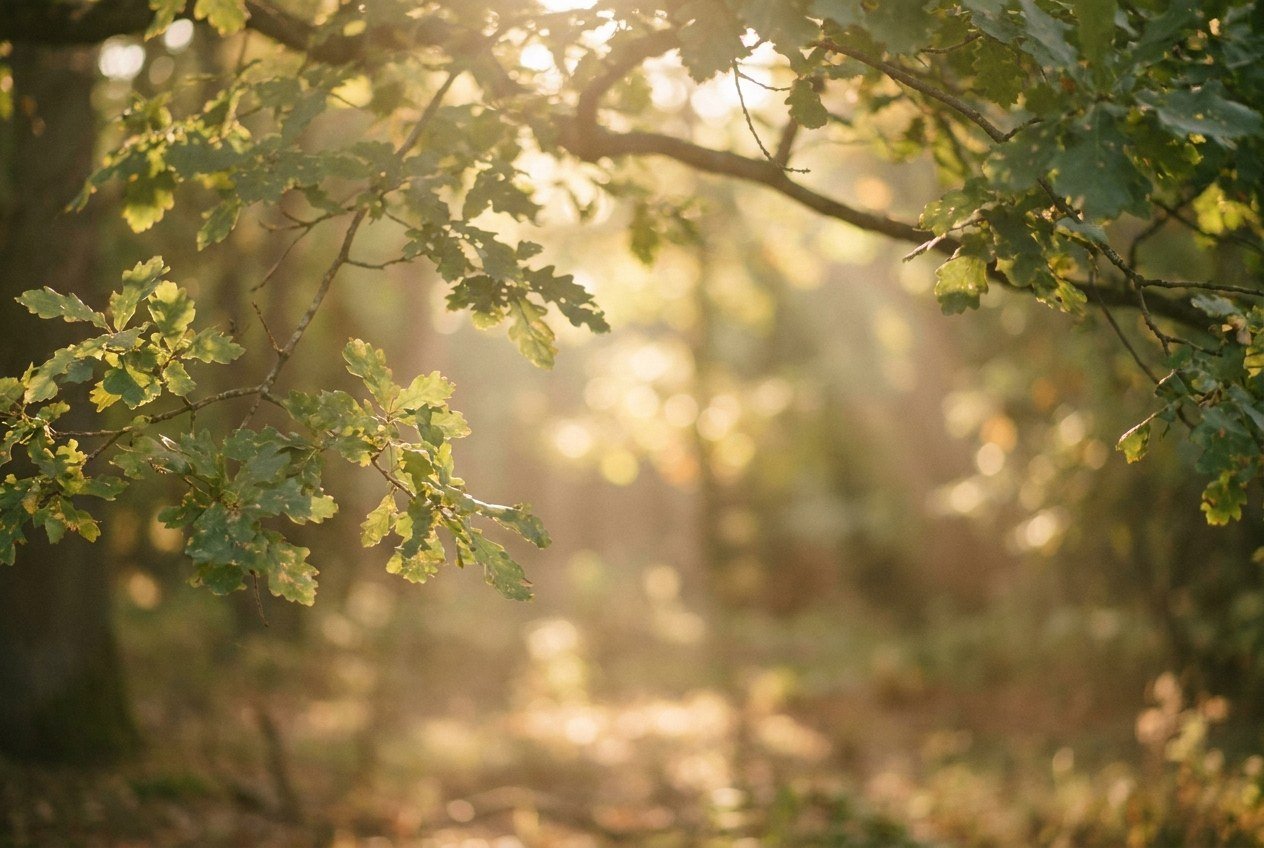 Des feuilles de chêne à contre-jour dans un sous-bois, la lumière dorée passe entre les branches et le fond du bois se perd doucement dans la clarté