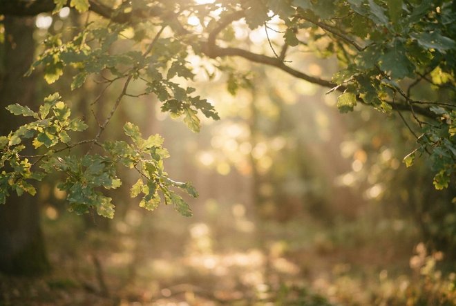 Des feuilles de chêne à contre-jour dans un sous-bois, la lumière dorée traversant les branches, une image de calme et de douceur