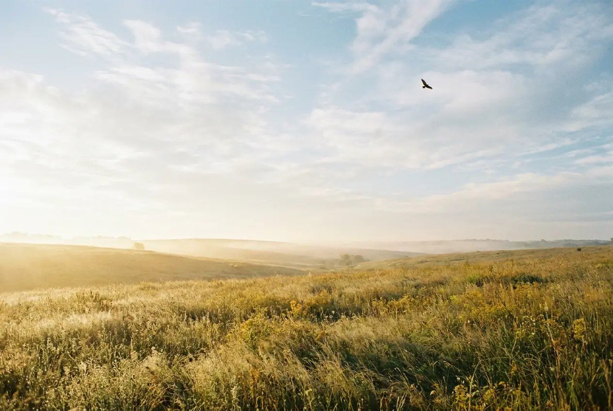 Une grande prairie ouverte au lever du jour, les herbes dorées prennent la lumière, le ciel est vaste et clair et un oiseau traverse au loin